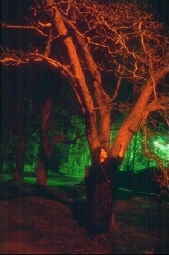 Morwenna poses as a tree